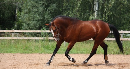 D-057 CABALLO